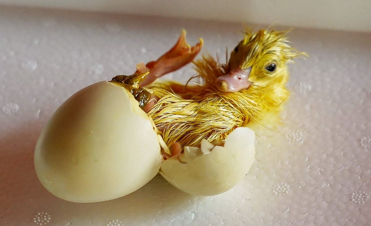 Close-up of duckling hatching from egg inside incubator, wet feathers, cracked shell, and visible movement during pip stage.