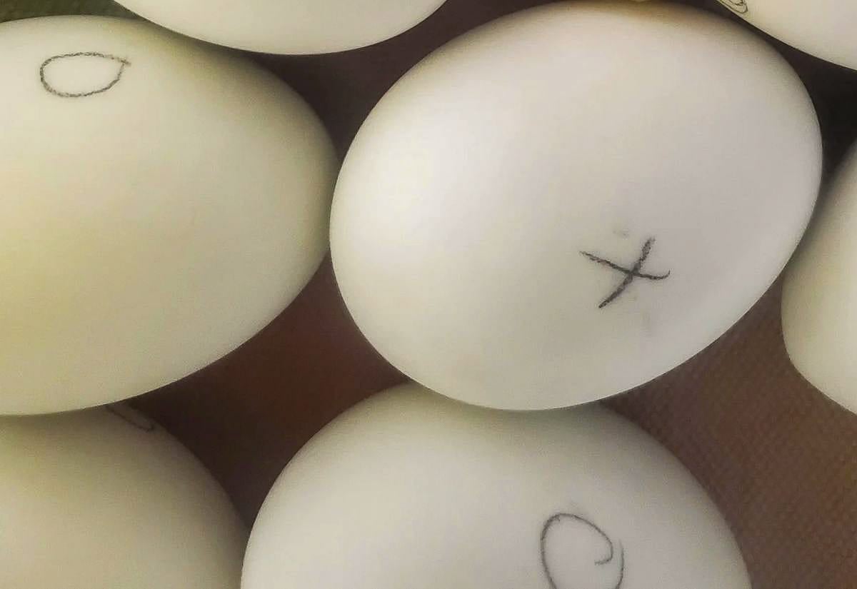 Duck eggs marked with X and O for manual turning inside incubator tray, showing tracking method for rotation during incubation.