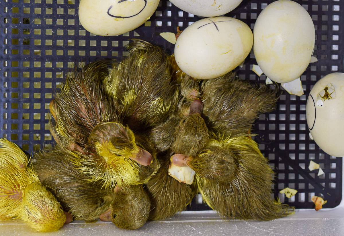 Group of newly hatched ducklings still wet and resting in incubator tray with broken eggshells scattered around.