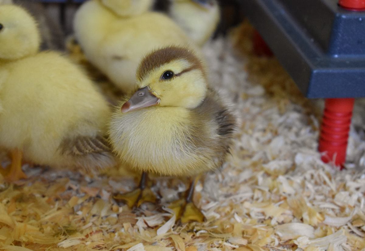 Young duckling standing in brooder on wood shavings with waterer visible, showing early post-hatch care setup.