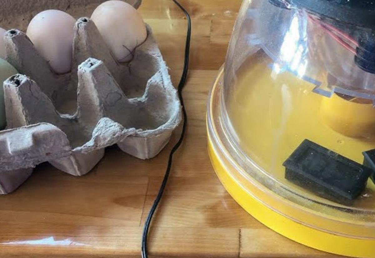 Duck eggs in carton next to small tabletop incubator setup on wooden surface, showing preparation for incubation process.