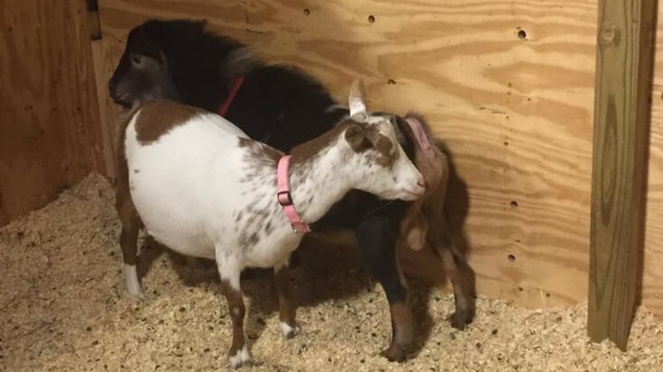 A goat buck and doe courting each other in a stall.