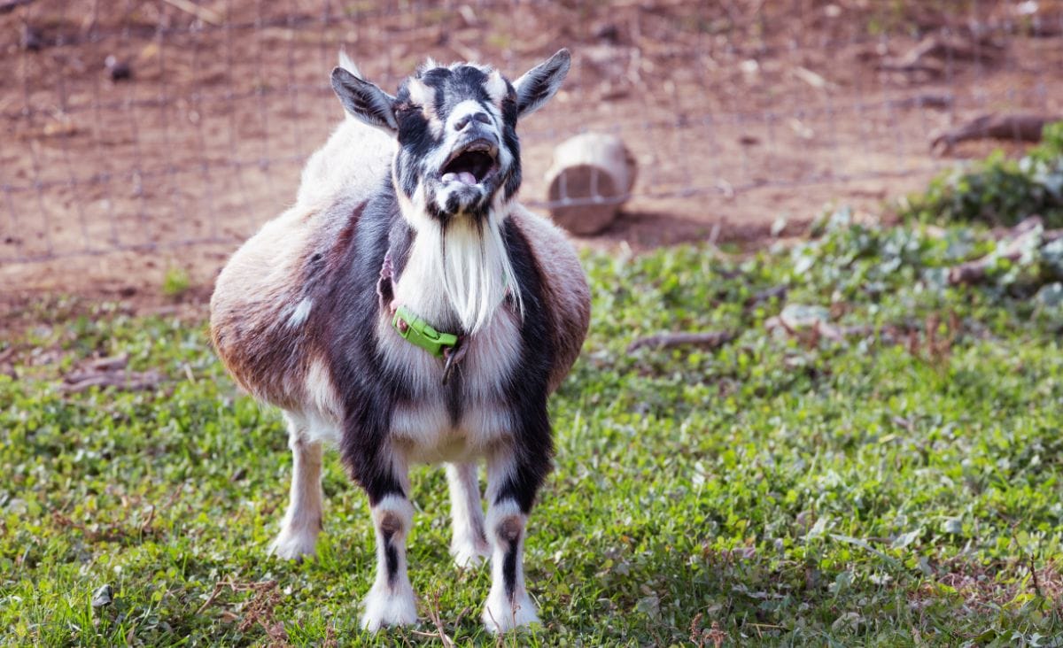 A very pregnant Nigerian dwarf dairy goat standing out in the field.