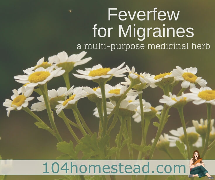 Are you ready to try feverfew (Tanacetum parthenium) for migraines instead of grabbing for Excedrin? A tincture is an easy way to get started. 