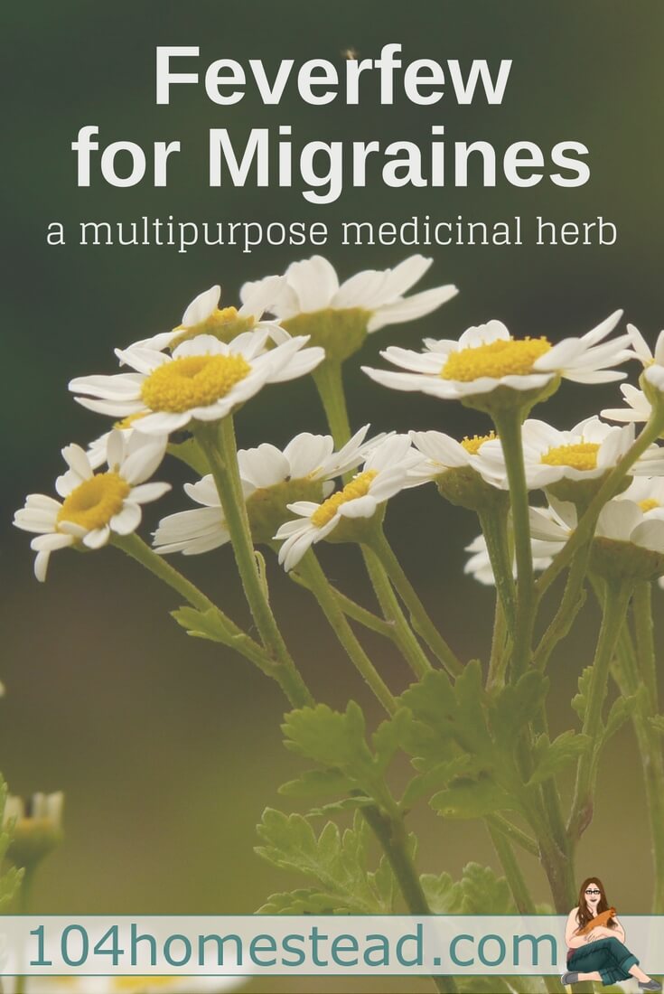 Are you ready to try feverfew (Tanacetum parthenium) for migraines instead of grabbing for Excedrin? A tincture is an easy way to get started. 