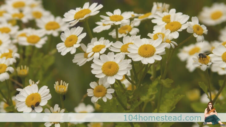 Are you ready to try feverfew (Tanacetum parthenium) for migraines instead of grabbing for Excedrin? A tincture is an easy way to get started. 