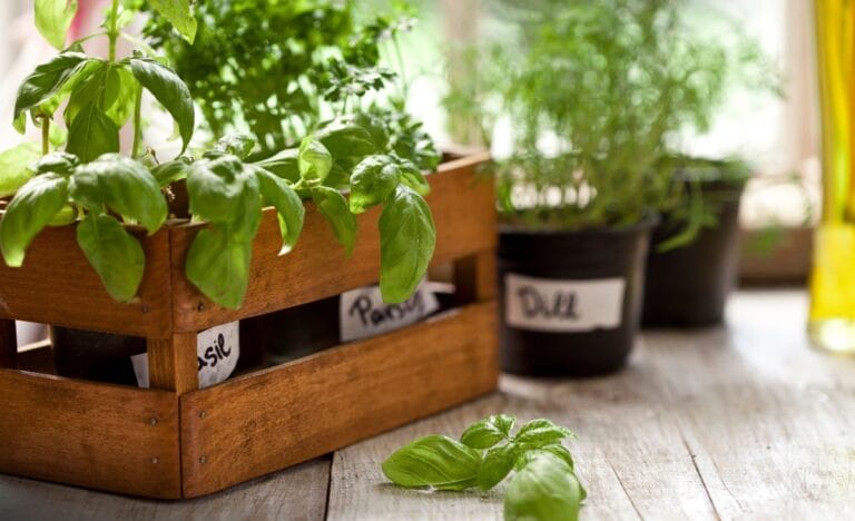 A Guide to Growing Food Indoors for Harvests Year-Round
