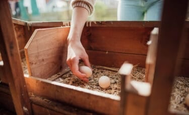 Close-up of a hand gathering eggs from a wooden nesting box filled with straw, illustrating a simple, hands-on homesteading task.