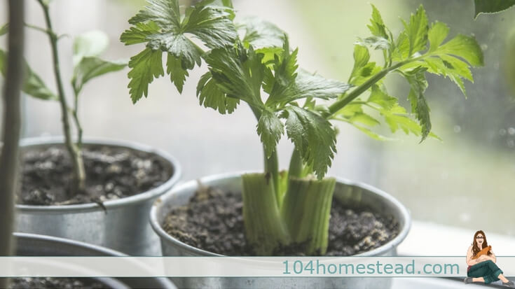 Homesteaders are growing food, cooking with it, and preserving it. You may think you don’t have the space or time, but I assure you, you can do it.