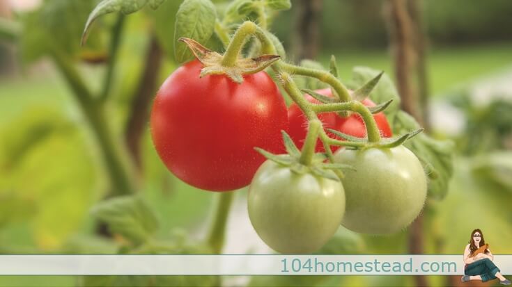 Homesteaders are growing food, cooking with it, and preserving it. You may think you don’t have the space or time, but I assure you, you can do it.