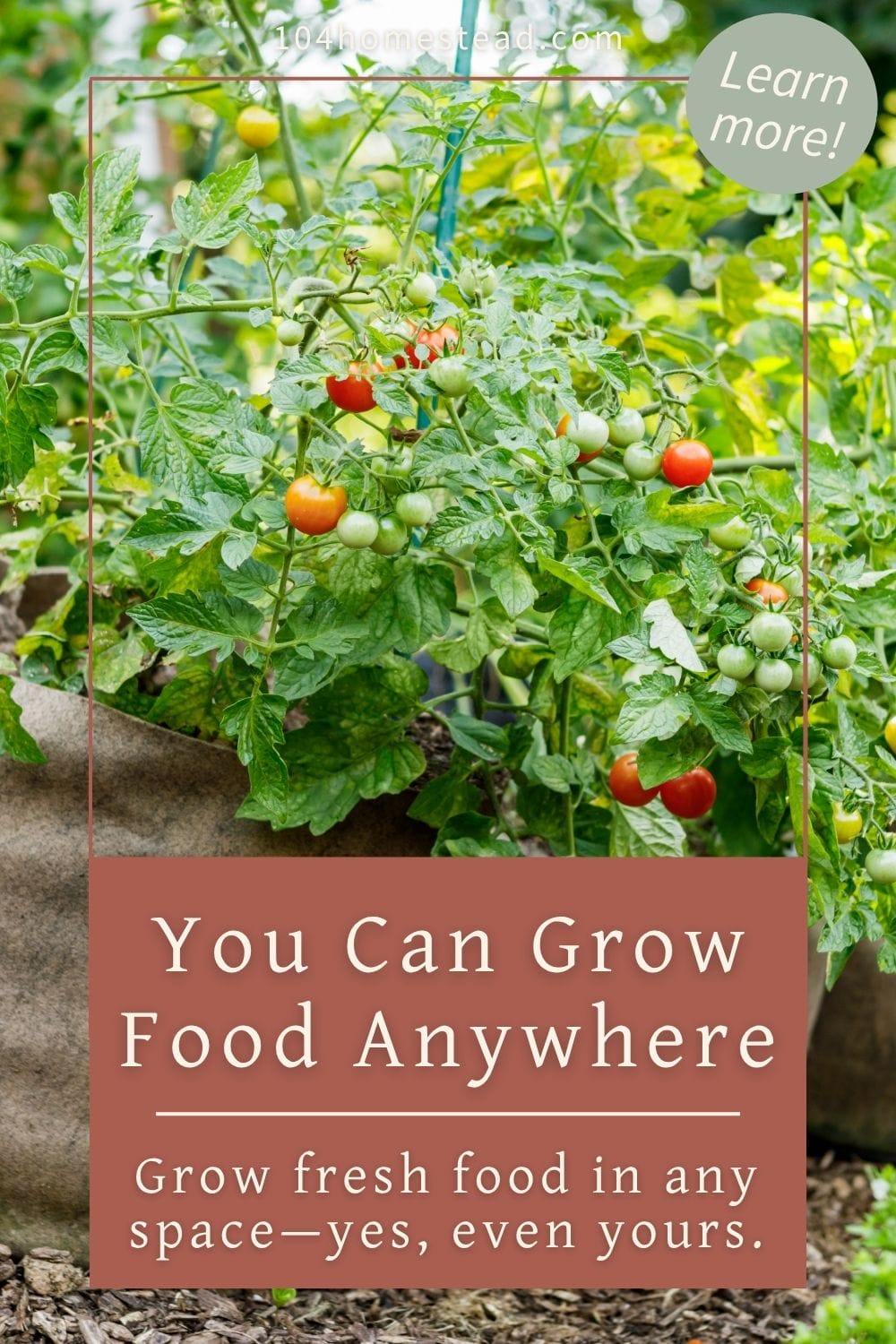 Close-up of a vibrant tomato plant in a grow bag with ripe and unripe tomatoes, overlaid with text that reads “You Can Grow Food Anywhere – Grow fresh food in any space—yes, even yours.”