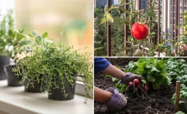 Collage image showing a sunny kitchen windowsill with potted herbs, a small balcony with container-grown tomato plants, a backyard garden bed with trellised peas, and a mailbox with peas growing up the post.