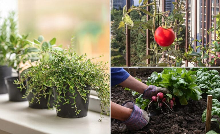 Collage image showing a sunny kitchen windowsill with potted herbs, a small balcony with container-grown tomato plants, a backyard garden bed with trellised peas, and a mailbox with peas growing up the post.