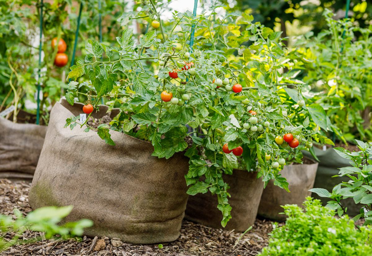 Tomato plants heavy with ripening fruit grow in brown fabric grow bags in a backyard garden bed with wood chip mulch.