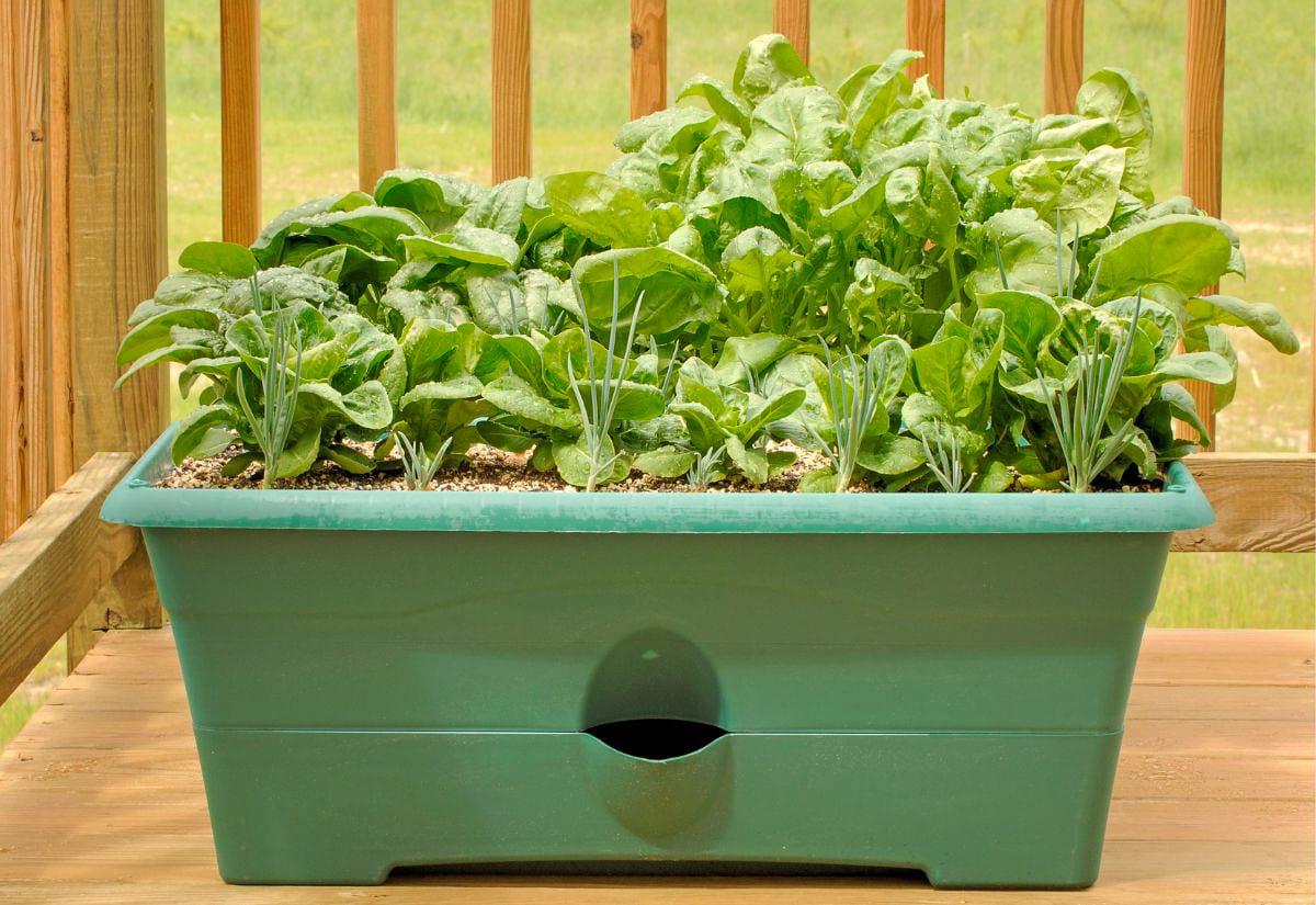 A plastic self-watering planter filled with lush, mature lettuce and green onions sits on a wooden balcony deck with vertical railings.