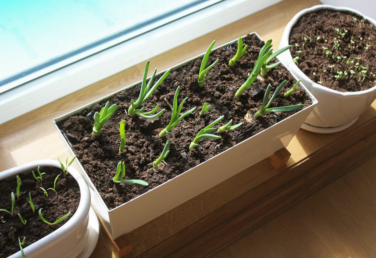 Three white containers filled with dark soil sit on a sunny windowsill, sprouting green onions and tiny herb seedlings indoors.
