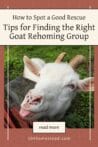 A playful white goat with curled horns sticking out its tongue beside a red fence, symbolizing personality and rescue potential.