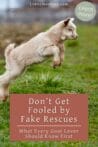A young cream-colored goat jumps through green grass, full of energy and life, representing youthful rescue animals.