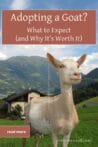 A pale tan goat stands proudly in front of a mountainous homestead backdrop, evoking the promise of a better life after adoption.