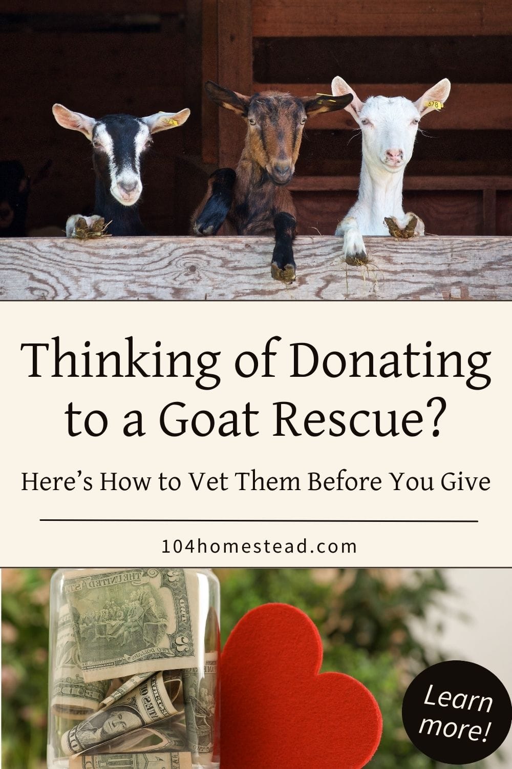 Three curious goats peer over a barn door while a donation jar with cash and a red heart sits below—highlighting the theme of giving to rescues.
