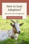 A tri-colored goat lounges in tall green grass, relaxed and content—ideal representation of a goat thriving after a good adoption.