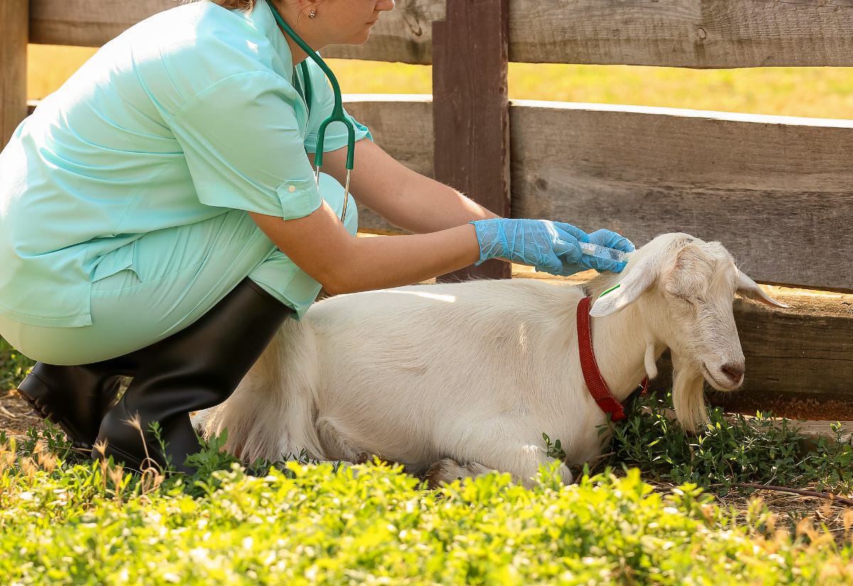 A female veterinarian in scrubs and gloves examines a white goat resting on the grass near a wooden fence.