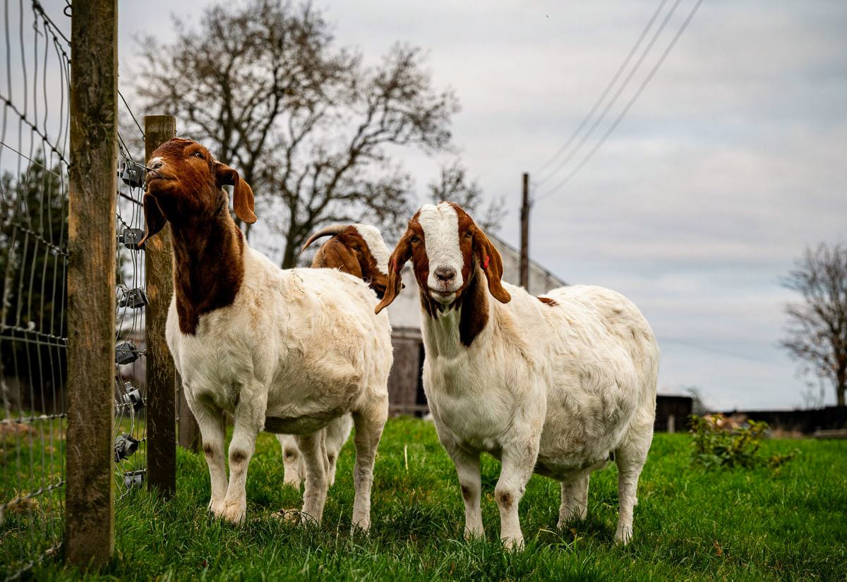 Boer goats standing in a grassy pasture next to a fence, looking toward the camera.