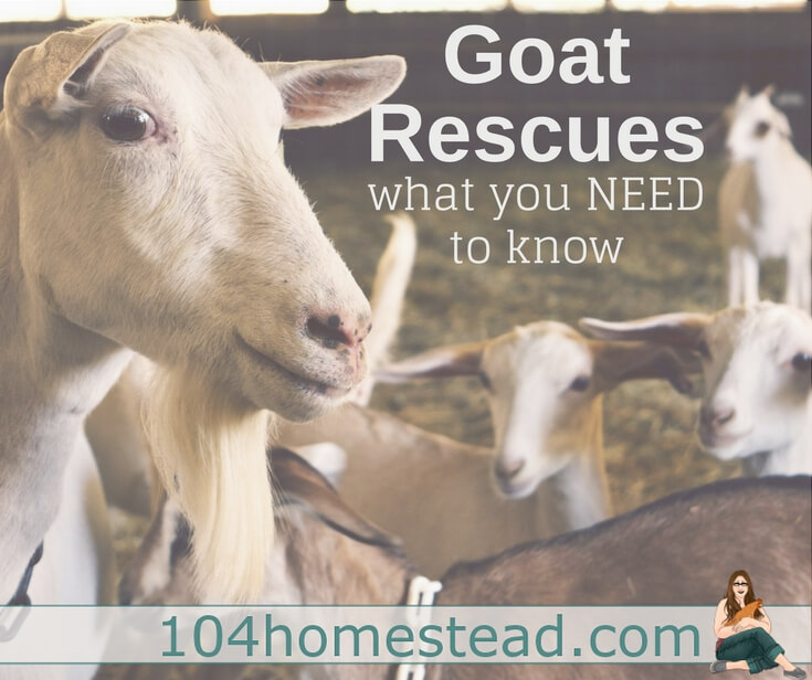 There are some shady "rescues" out there. Here are some things you should be looking for when choosing a goat rescue to donate to or acquire a goat from.