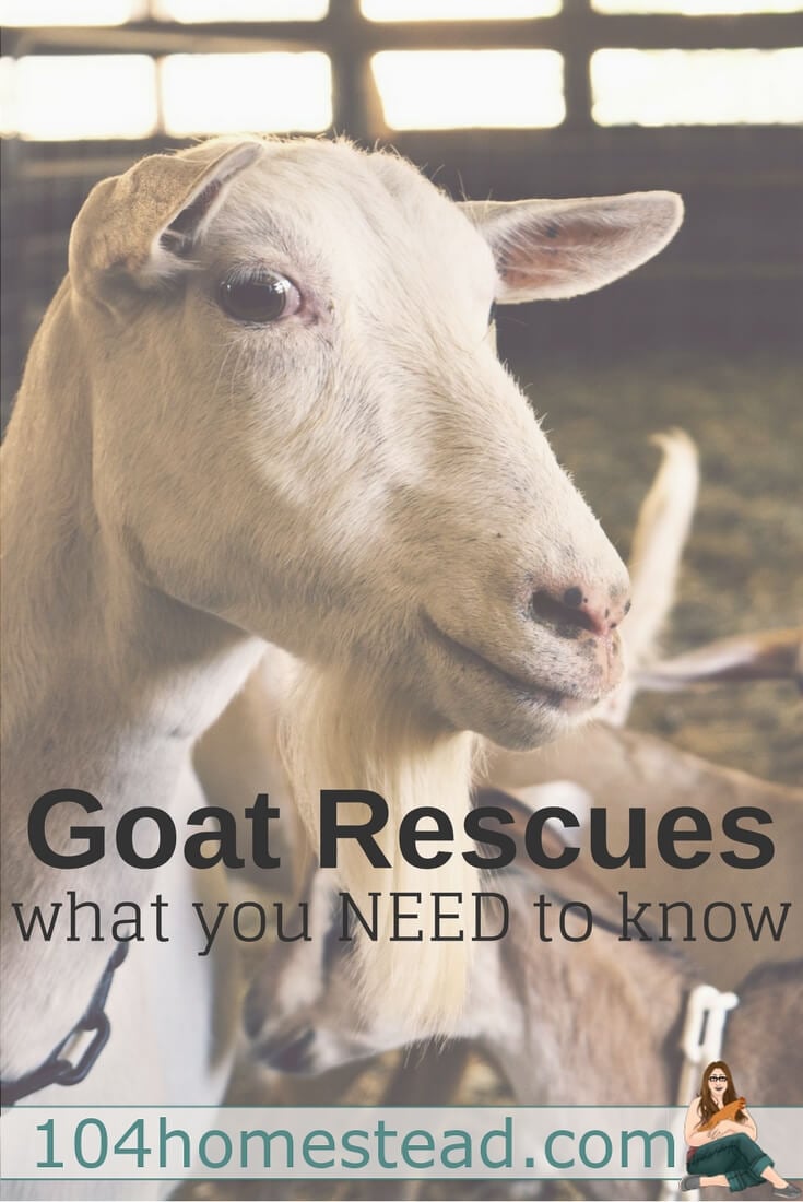 There are some shady "rescues" out there. Here are some things you should be looking for when choosing a goat rescue to donate to or acquire a goat from.