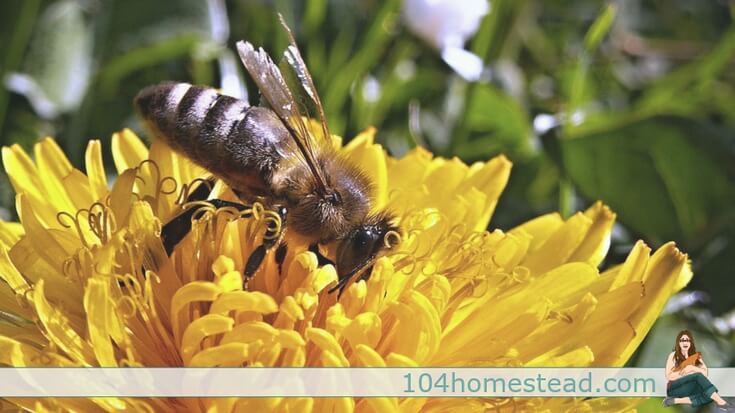 "Homesteading is not defined by where someone lives, such as the city or the country, but by the lifestyle choices they make." - Homegrown & Handmade