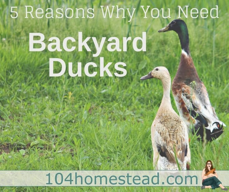 I'm here to talk to you about backyard ducks. Why? Because ducks just rock. In fact, they might be my favorite fowl (shhh, don't tell the chickens).