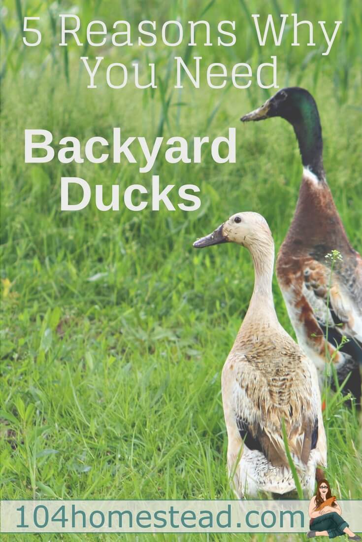 5 Reasons You Need Backyard Ducks On Your Homestead