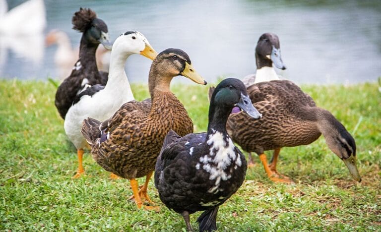 5 Reasons You Need Backyard Ducks on Your Homestead