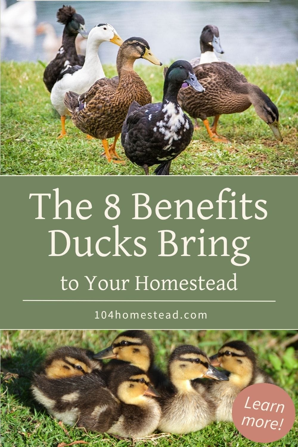 Collage-style Pinterest graphic showing a group of backyard ducks in different colors standing on grass near water, with ducklings resting together below, overlaid with the text “The 8 Benefits Ducks Bring to Your Homestead”