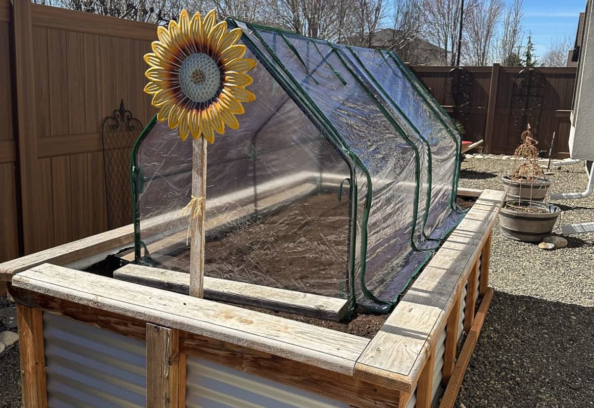 Wood-framed raised garden bed with a clear plastic hoop cover for early-season growing and frost protection in a backyard garden.