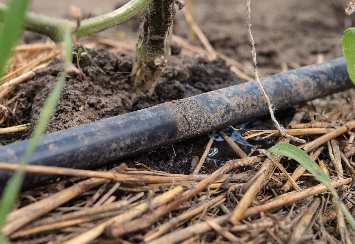 Close-up of drip irrigation tubing delivering water at the base of a garden plant, showing an efficient way to water roots directly.