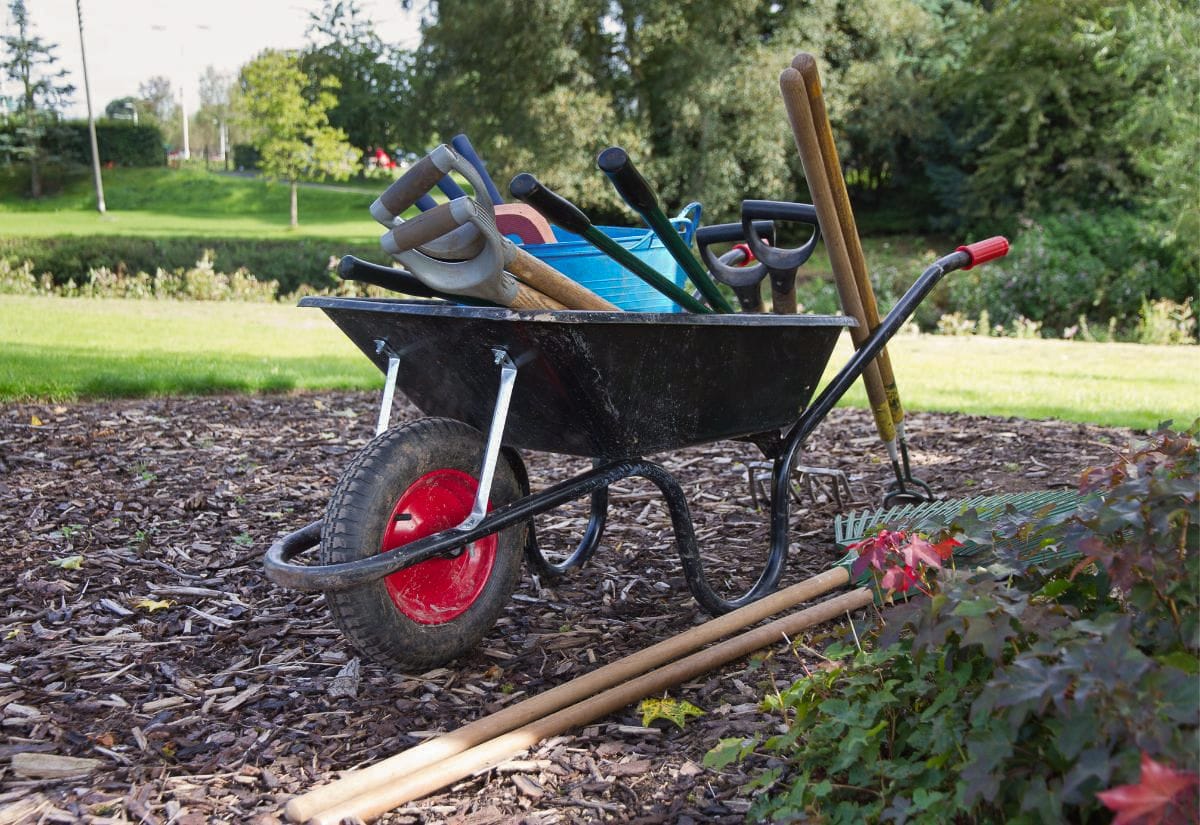 A wheelbarrow filled with gardening tools including shovels and rakes, parked on mulch in a sunny backyard garden.