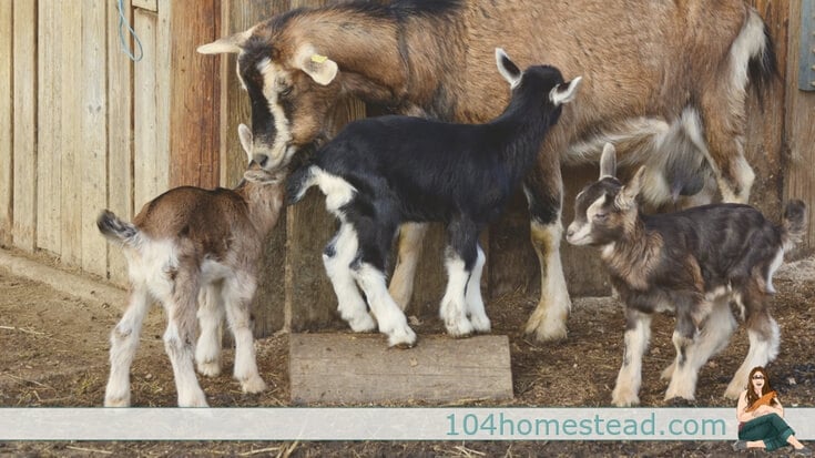 Many people aren’t raising goats to earn massive profit, but taking stock of cost versus benefit is essential to making the most of your time and money.