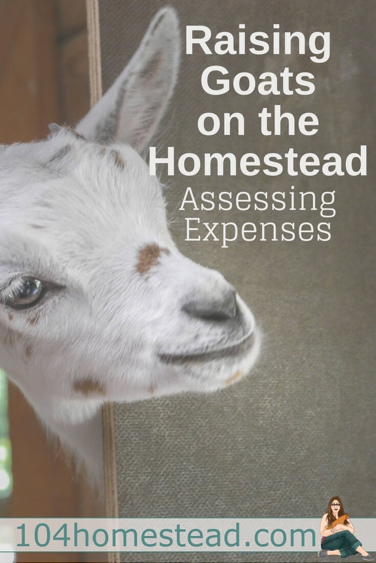 Many people aren’t raising goats to earn massive profit, but taking stock of cost versus benefit is essential to making the most of your time and money.