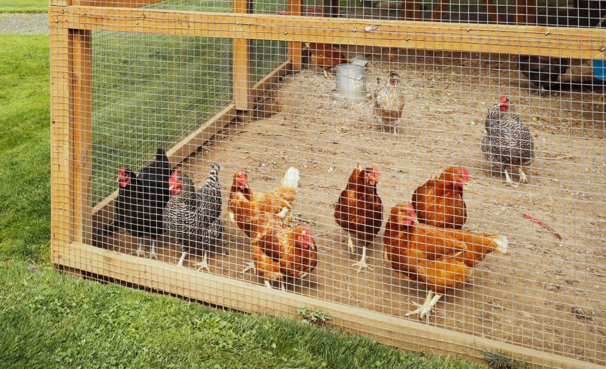 Chickens in a fenced-in run with sand bedding.