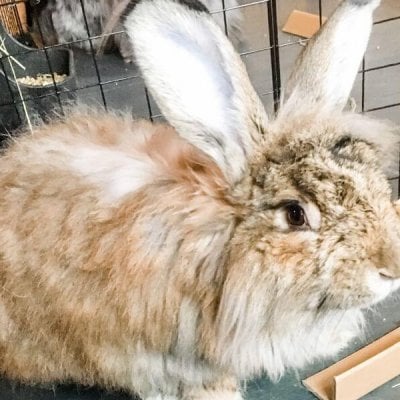 Litter Box Material for Angora Rabbits That Won’t Get Trapped in Fur