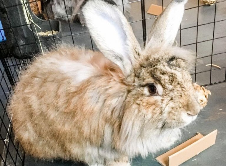 Litter Box Material for Angora Rabbits That Won’t Get Trapped in Fur