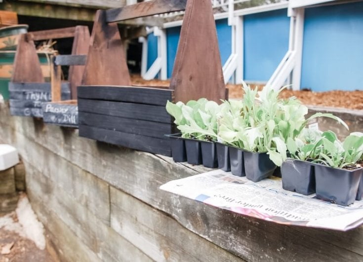 Need a simple and easy craft for this weekend? This DIY Chalkboard Planter is super easy and oh so cute! It's perfect for indoor herb gardens to cheer up your home during the long cold garden-free winter.