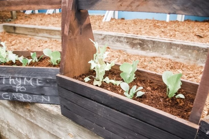 Need a simple and easy craft for this weekend? This DIY Chalkboard Planter is super easy and oh so cute! It's perfect for indoor herb gardens to cheer up your home during the long cold garden-free winter.