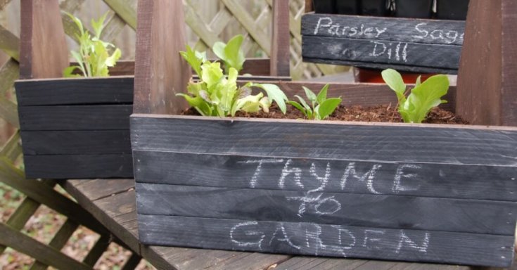 Chalkboard planters filled with herbs.