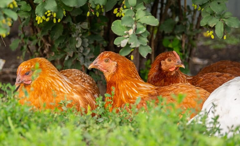 Backyard chickens resting together in deep shade under shrubs during summer heat.