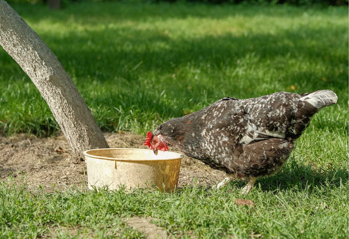 Backyard chicken drinking from a shaded water bowl during hot summer weather.