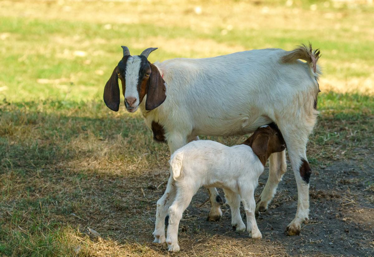 Dairy goat nursing her kid in shaded pasture during summer heat.