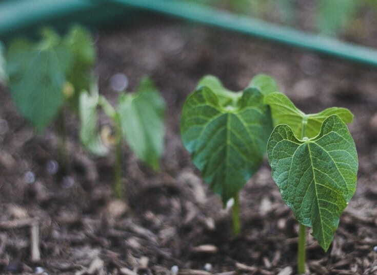 Beans sprouting in a long green container filled with wood chips, mimicking the back to eden gardening style.