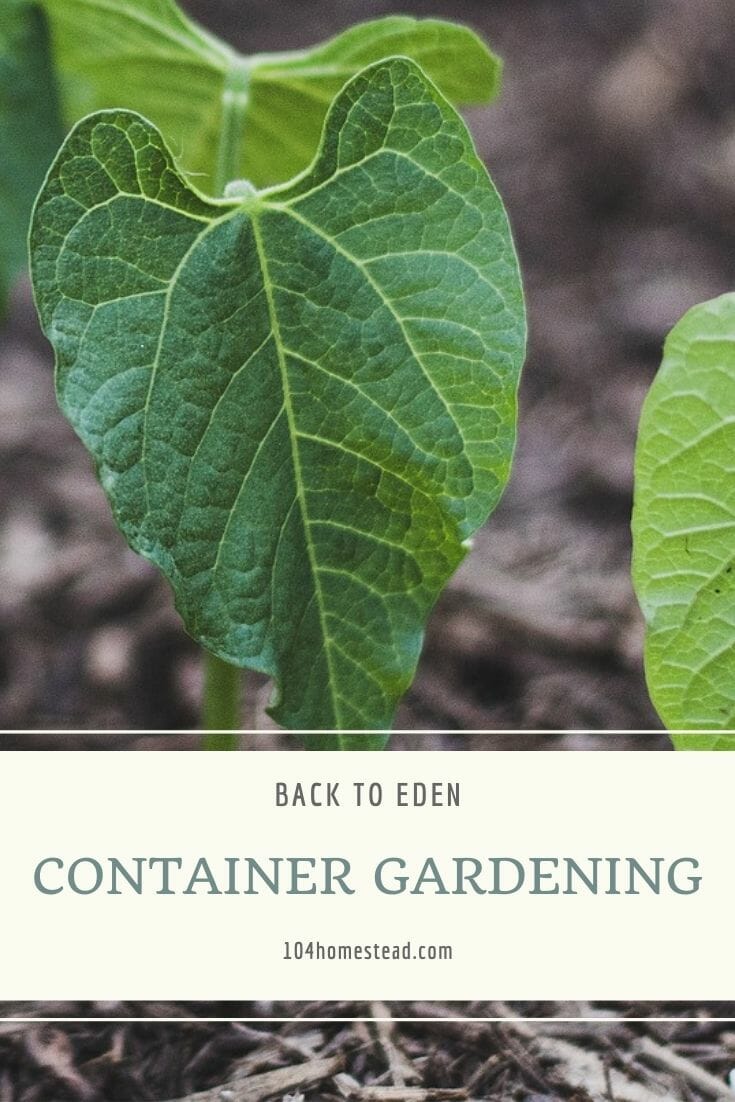 Beans sprouting in a long green container filled with wood chips, mimicking the back to eden gardening style.